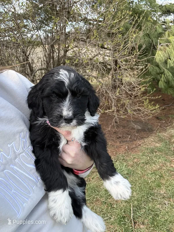 Layla – Aussiedoodle puppy for sale in Columbia City, IN