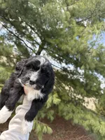 Layla, a female Aussiedoodle for sale in Columbia City, IN – Photo 7 of 9