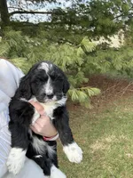 Layla, a female Aussiedoodle for sale in Columbia City, IN – Photo 2 of 9
