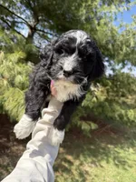 Layla, a female Aussiedoodle for sale in Columbia City, IN – Photo 5 of 9