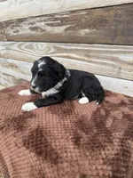 Layla, a female Aussiedoodle for sale in Columbia City, IN – Photo 4 of 5