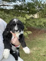 Layla, a female Aussiedoodle for sale in Columbia City, IN – Photo 3 of 9