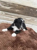 Layla, a female Aussiedoodle for sale in Columbia City, IN – Photo 3 of 5