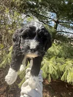 Layla, a female Aussiedoodle for sale in Columbia City, IN – Photo 4 of 9