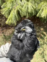 Layla, a female Aussiedoodle for sale in Columbia City, IN – Photo 9 of 9