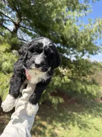 Layla, a female Aussiedoodle for sale in Columbia City, IN – Photo 6 of 9