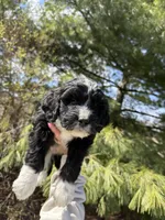 Layla, a female Aussiedoodle for sale in Columbia City, IN – Photo 8 of 9