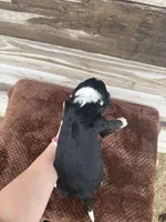 Landry, a male Aussiedoodle for sale in Columbia City, IN – Photo 2 of 2