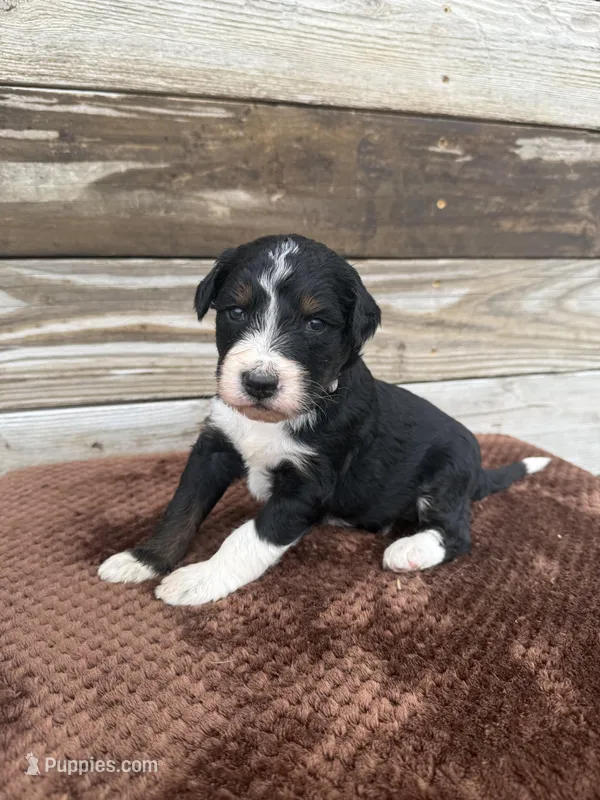 Landry – Aussiedoodle puppy for sale in Columbia City, IN