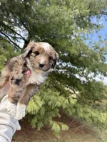 Lochlan, a male Aussiedoodle for sale in Columbia City, IN – Photo 3 of 9