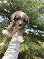 Lochlan, a male Aussiedoodle for sale in Columbia City, IN – Photo 6 of 9