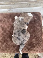 Lochlan, a male Aussiedoodle for sale in Columbia City, IN – Photo 4 of 4