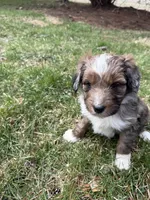 Lochlan, a male Aussiedoodle for sale in Columbia City, IN – Photo 7 of 9