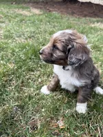 Lochlan, a male Aussiedoodle for sale in Columbia City, IN – Photo 8 of 9
