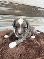 Lochlan, a male Aussiedoodle for sale in Columbia City, IN – Photo 1 of 4