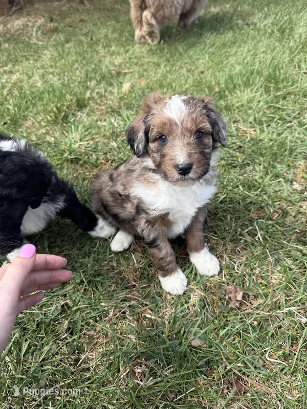 Lochlan – Aussiedoodle puppy for sale in Columbia City, IN