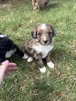 Lochlan, a male Aussiedoodle for sale in Columbia City, IN – Photo 1 of 9