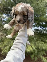 Lochlan, a male Aussiedoodle for sale in Columbia City, IN – Photo 4 of 9
