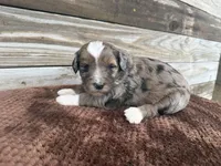Lochlan, a male Aussiedoodle for sale in Columbia City, IN – Photo 3 of 4