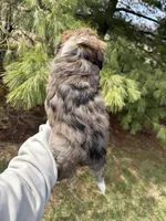 Lochlan, a male Aussiedoodle for sale in Columbia City, IN – Photo 9 of 9