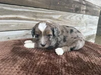 Lochlan, a male Aussiedoodle for sale in Columbia City, IN – Photo 2 of 4