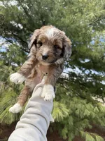 Lochlan, a male Aussiedoodle for sale in Columbia City, IN – Photo 2 of 9