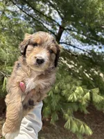 Lego, a male Aussiedoodle for sale in Columbia City, IN – Photo 10 of 10