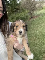 Lego, a male Aussiedoodle for sale in Columbia City, IN – Photo 8 of 10