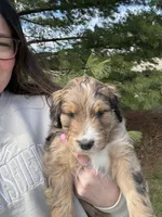 Lego, a male Aussiedoodle for sale in Columbia City, IN – Photo 2 of 10