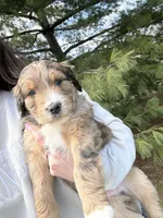 Lego, a male Aussiedoodle for sale in Columbia City, IN – Photo 1 of 10