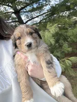 Lego, a male Aussiedoodle for sale in Columbia City, IN – Photo 6 of 10
