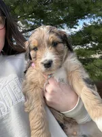 Lego, a male Aussiedoodle for sale in Columbia City, IN – Photo 7 of 10