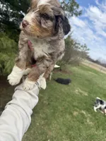 Lambo, a male Aussiedoodle for sale in Columbia City, IN – Photo 7 of 8