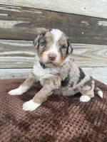Lambo, a male Aussiedoodle for sale in Columbia City, IN – Photo 5 of 6