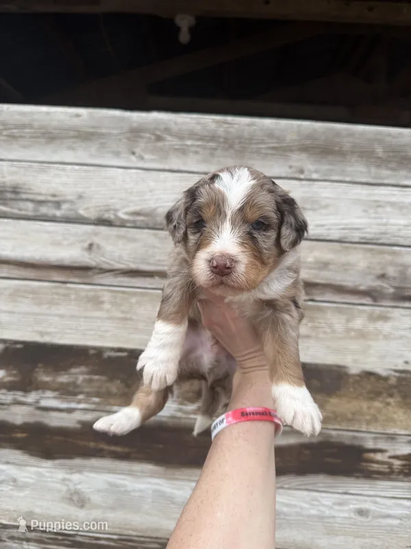 Lambo – Aussiedoodle puppy for sale in Columbia City, IN