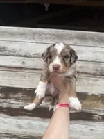 Lambo, a male Aussiedoodle for sale in Columbia City, IN – Photo 1 of 6