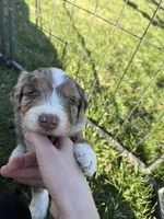 Lambo, a male Aussiedoodle for sale in Columbia City, IN – Photo 4 of 8