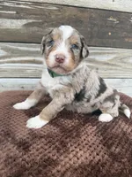 Lambo, a male Aussiedoodle for sale in Columbia City, IN – Photo 4 of 6