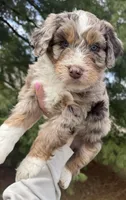 Lambo, a male Aussiedoodle for sale in Columbia City, IN – Photo 2 of 8
