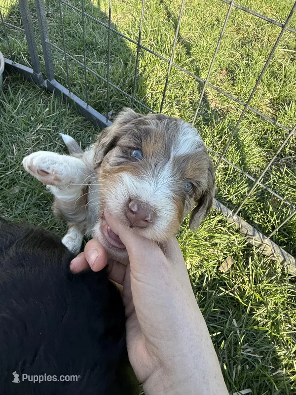 Lambo – Aussiedoodle puppy for sale in Columbia City, IN