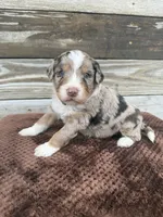 Lambo, a male Aussiedoodle for sale in Columbia City, IN – Photo 3 of 6