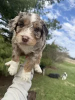 Lambo, a male Aussiedoodle for sale in Columbia City, IN – Photo 6 of 8