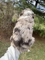 Lambo, a male Aussiedoodle for sale in Columbia City, IN – Photo 8 of 8