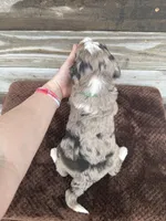 Lambo, a male Aussiedoodle for sale in Columbia City, IN – Photo 6 of 6