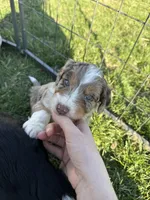 Lambo, a male Aussiedoodle for sale in Columbia City, IN – Photo 5 of 8
