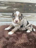 Lambo, a male Aussiedoodle for sale in Columbia City, IN – Photo 2 of 6