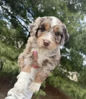 Lambo, a male Aussiedoodle for sale in Columbia City, IN – Photo 1 of 8