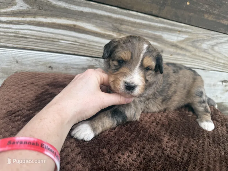 Lego – Aussiedoodle puppy for sale in Columbia City, IN