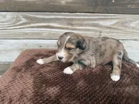 Lego, a male Aussiedoodle for sale in Columbia City, IN – Photo 5 of 5