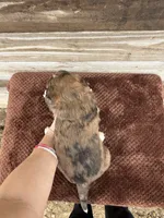 Lego, a male Aussiedoodle for sale in Columbia City, IN – Photo 3 of 5